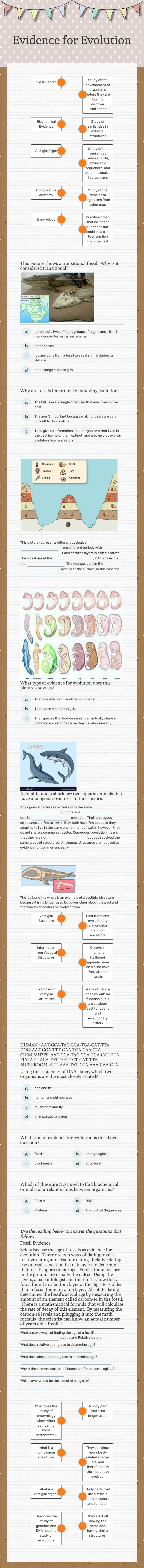 Evidence for Evolution Grade 10 worksheet preview