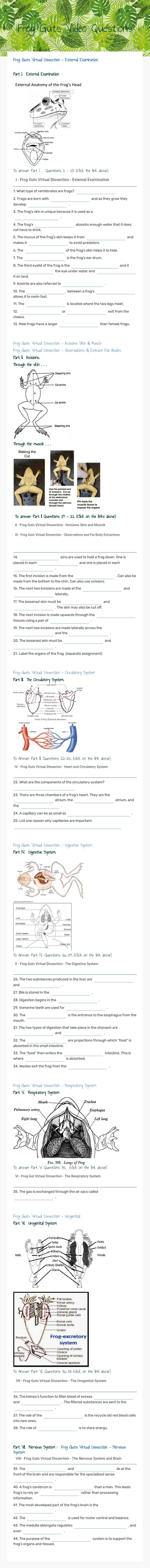 Frog Guts Video Questions worksheet preview image
