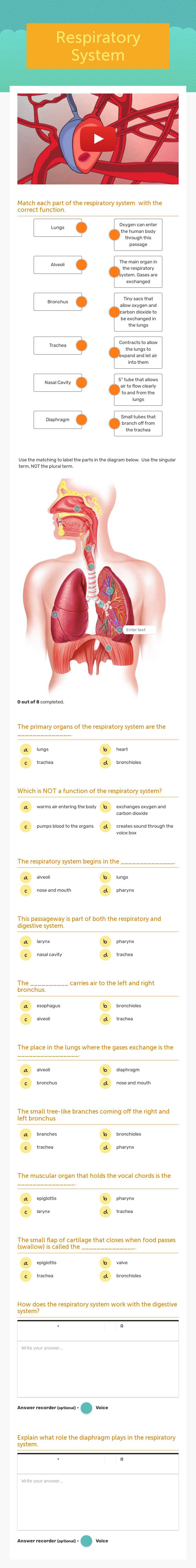 Respiratory System worksheet preview image