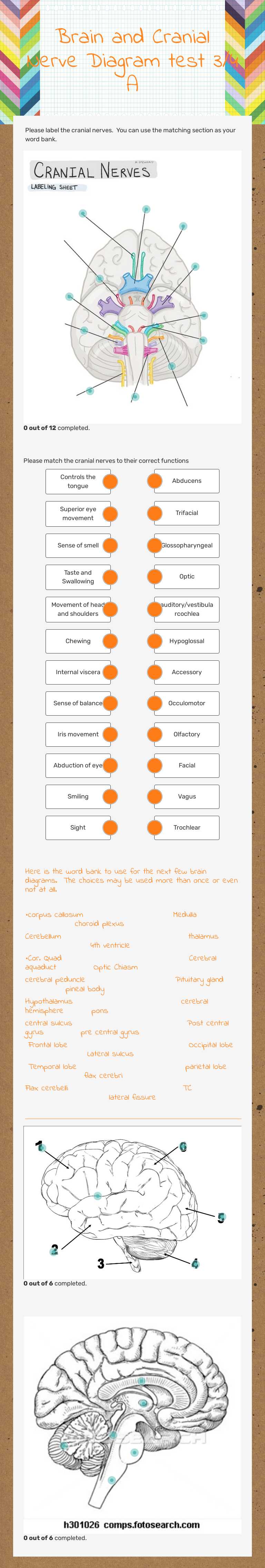 Brain and Cranial Nerve Diagram test 3/4 A worksheet preview image