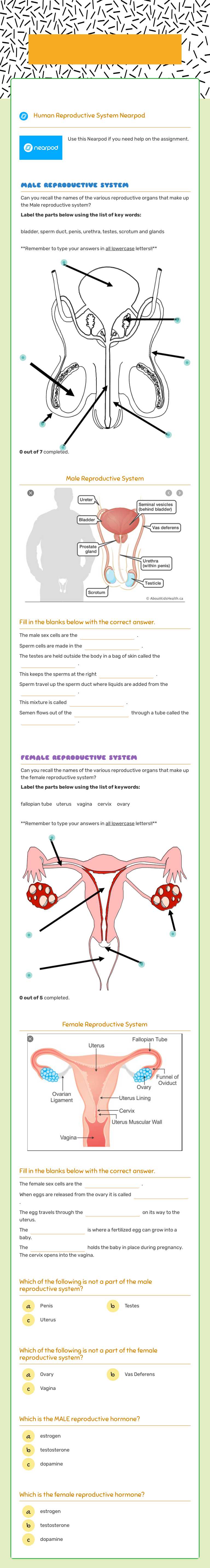 Male & Female Reproductive systems worksheet preview image