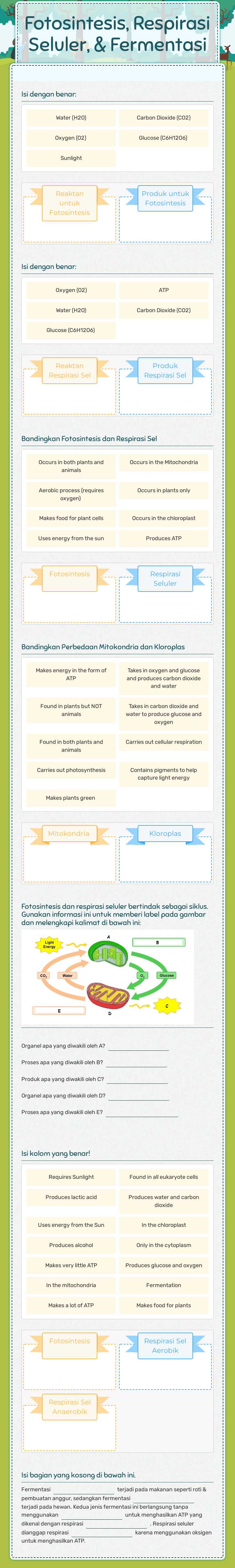 Fotosintesis, Respirasi Seluler, & Fermentasi Grade 7 worksheet preview