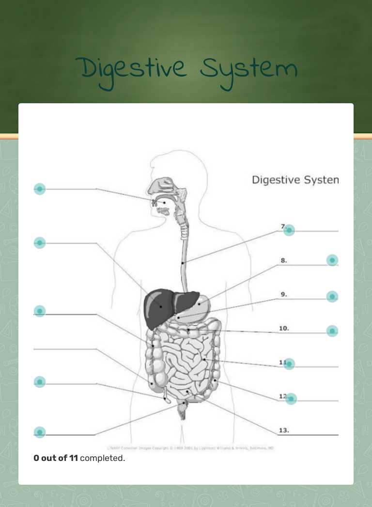Digestive System worksheet preview image