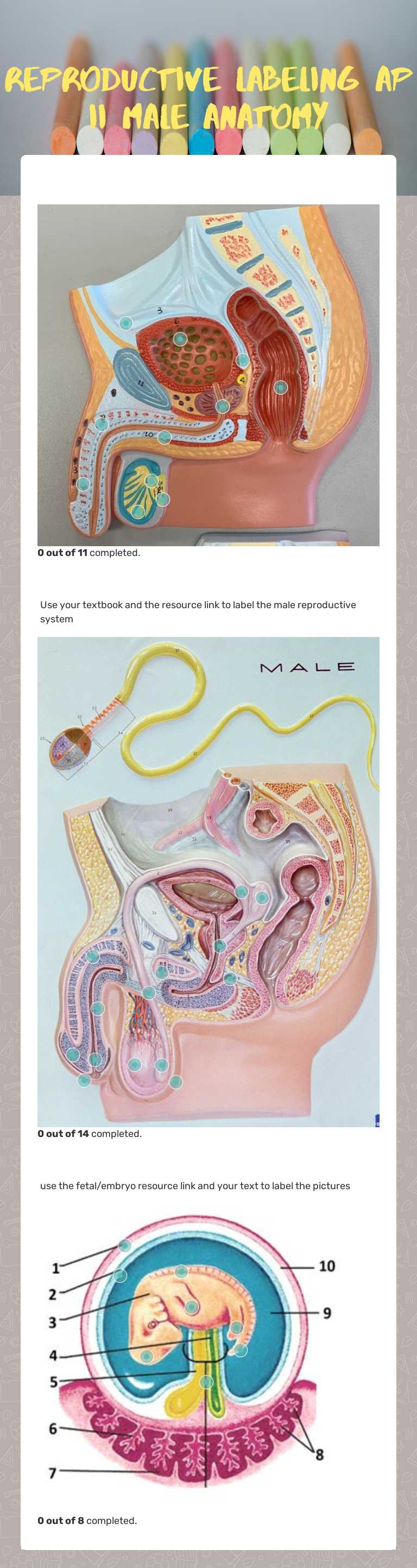 Reproductive labeling  AP II
 male anatomy worksheet preview image