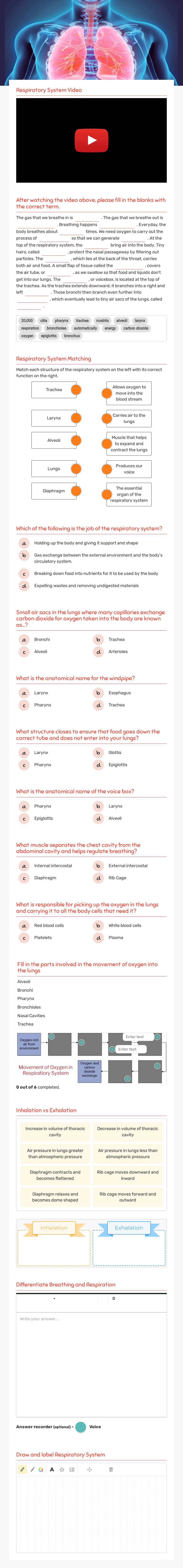 The 
Respiratory
System Grade 9 worksheet preview