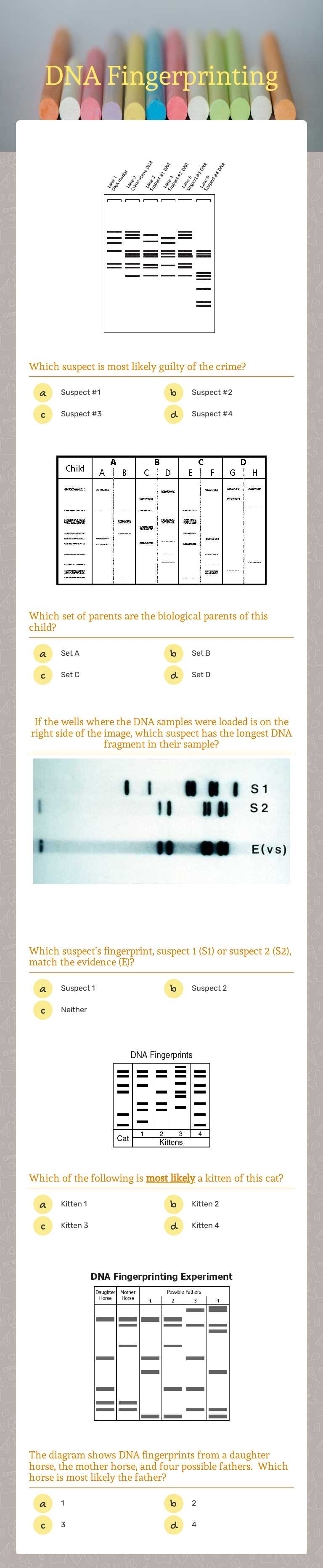 DNA Fingerprinting worksheet preview image