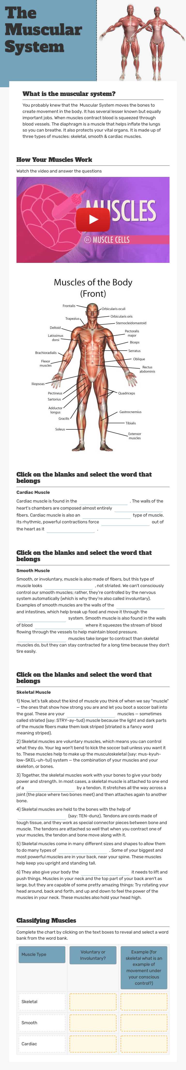 The Muscular System Grade 8 worksheet preview