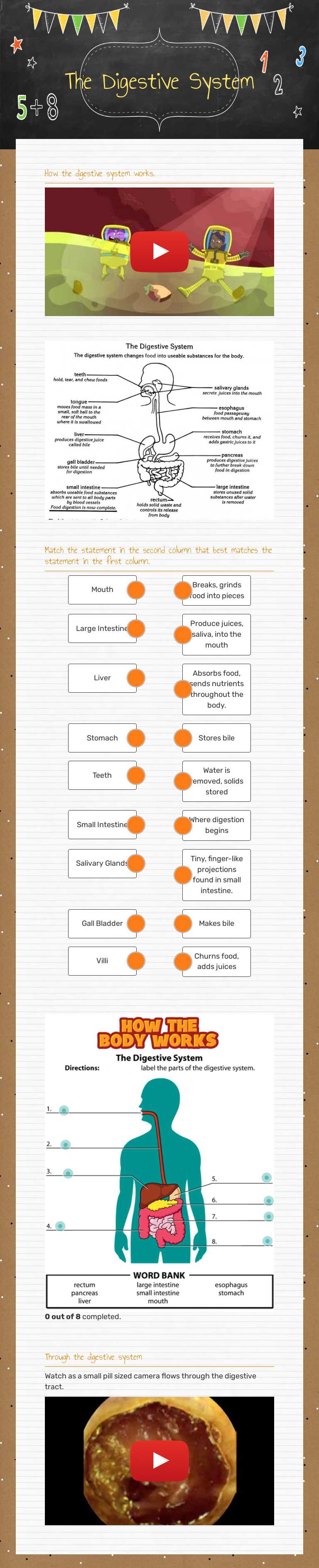 The Digestive System worksheet preview image