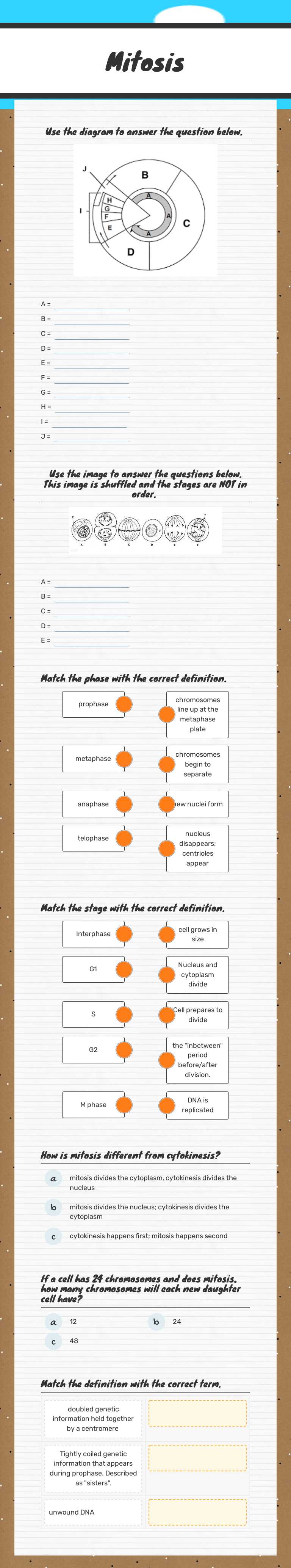 Mitosis worksheet preview image