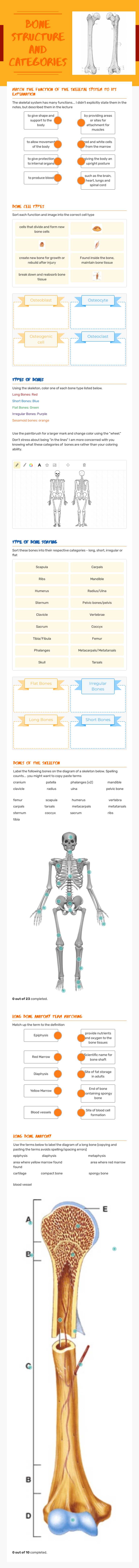 Bone structure and categories worksheet preview image