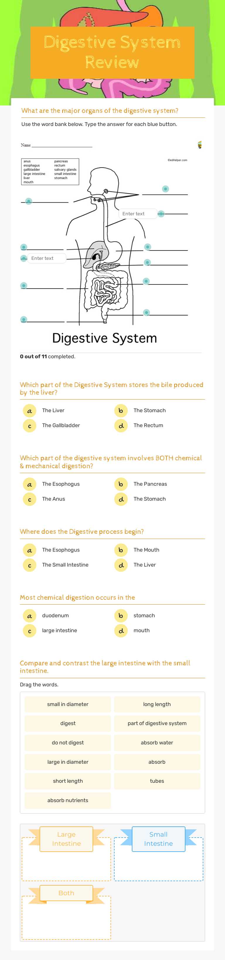 Digestive System Review worksheet preview image