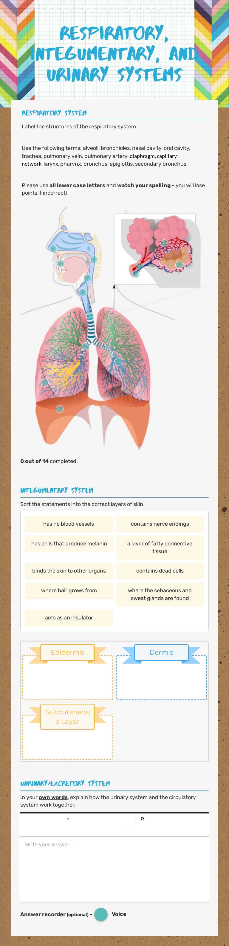 Respiratory, Integumentary, and Urinary Systems Grade 11 worksheet preview
