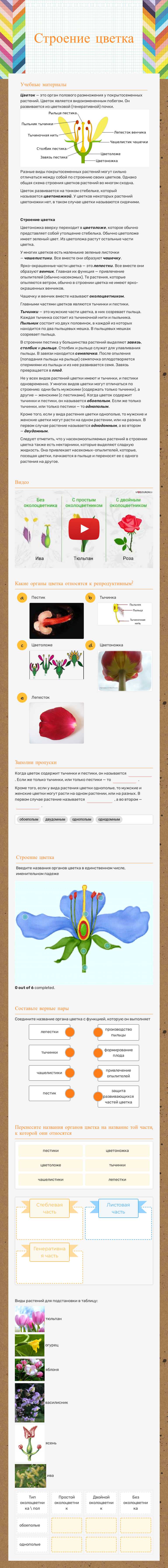 Строение цветка worksheet preview