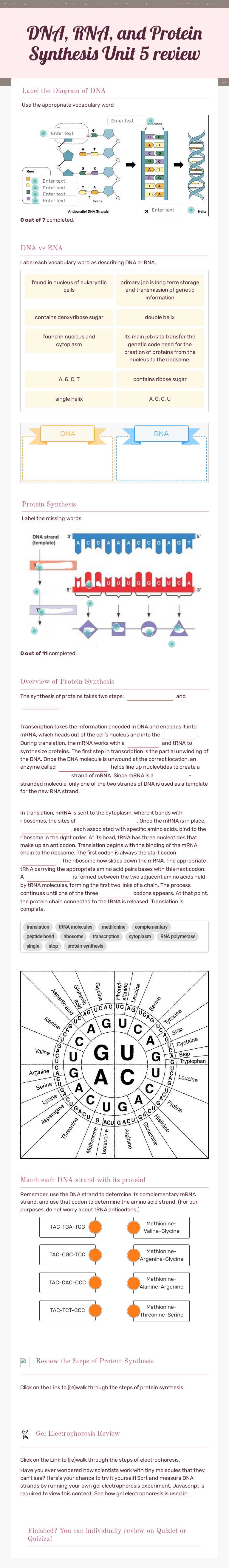 DNA, RNA, and Protein Synthesis  
 Unit 5 review worksheet preview image