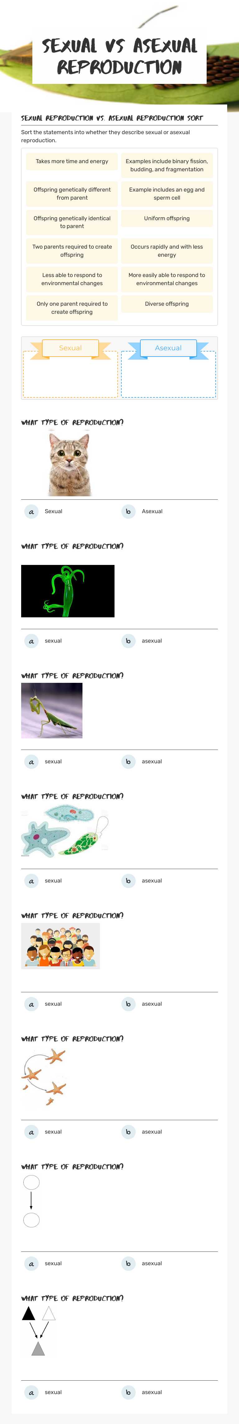 Sexual vs Asexual Reproduction worksheet preview image