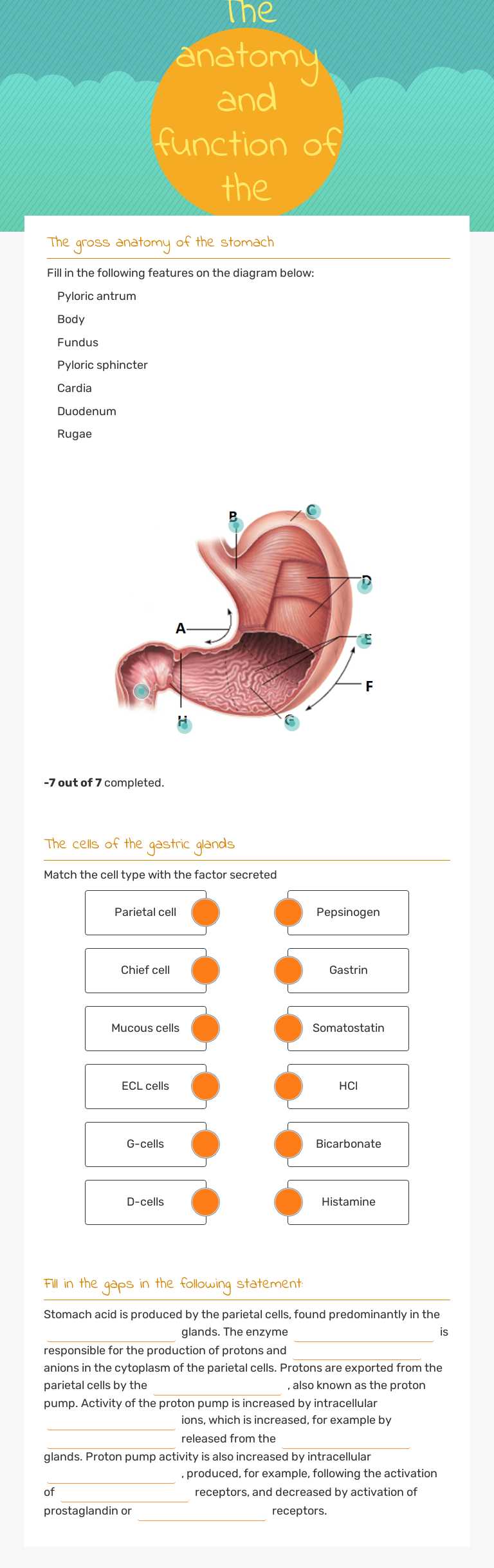 The anatomy and function of the stomach Other worksheet preview