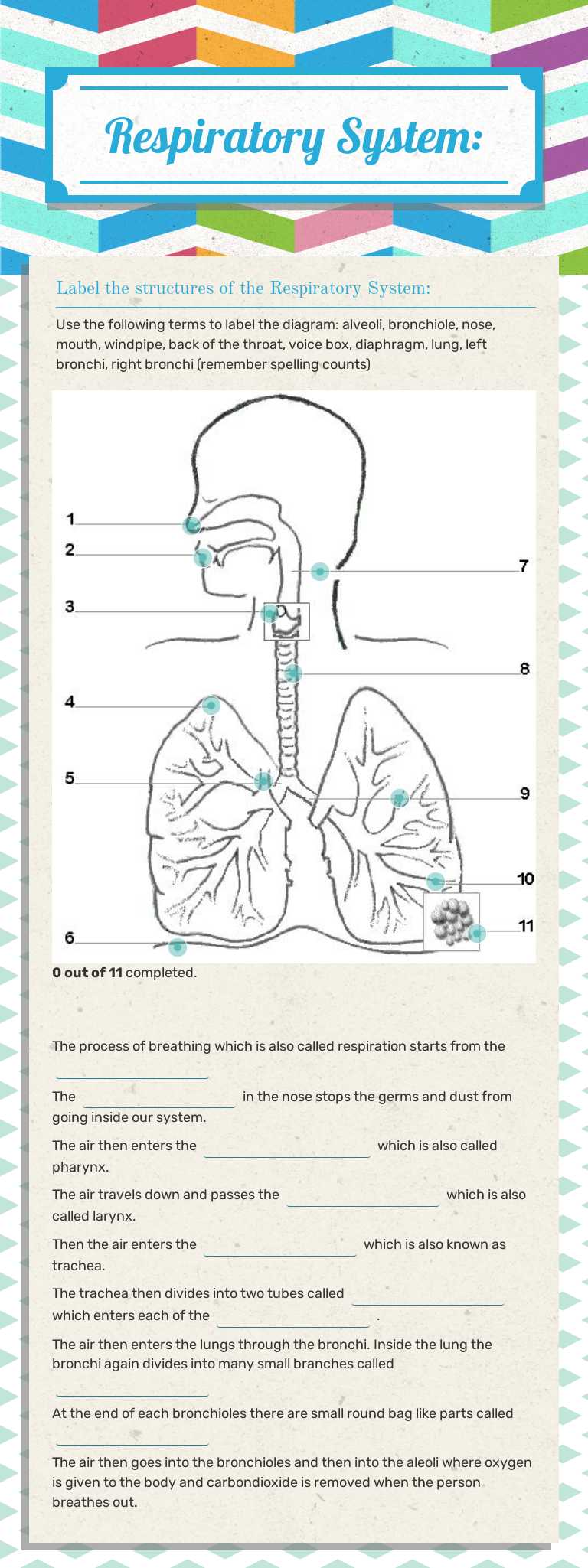 Respiratory
System: worksheet preview image