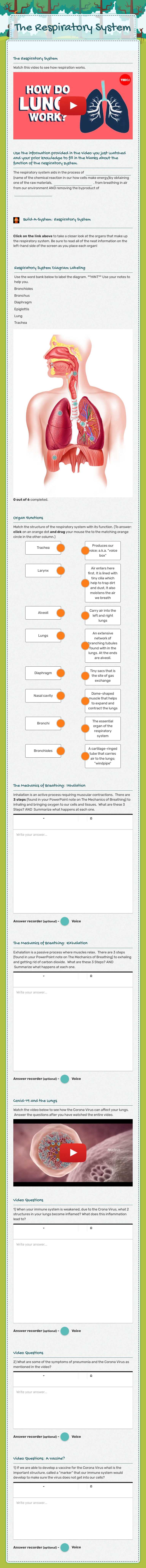 The Respiratory System worksheet preview image