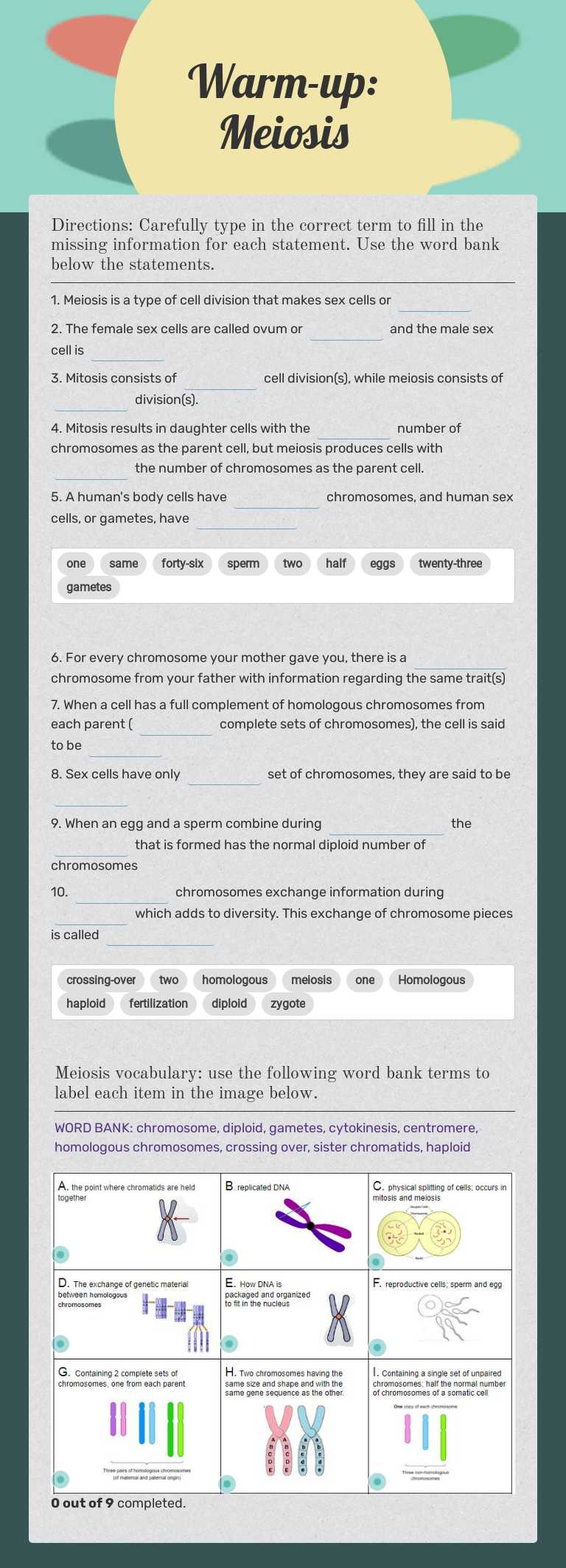 Warm-up: Meiosis worksheet preview image