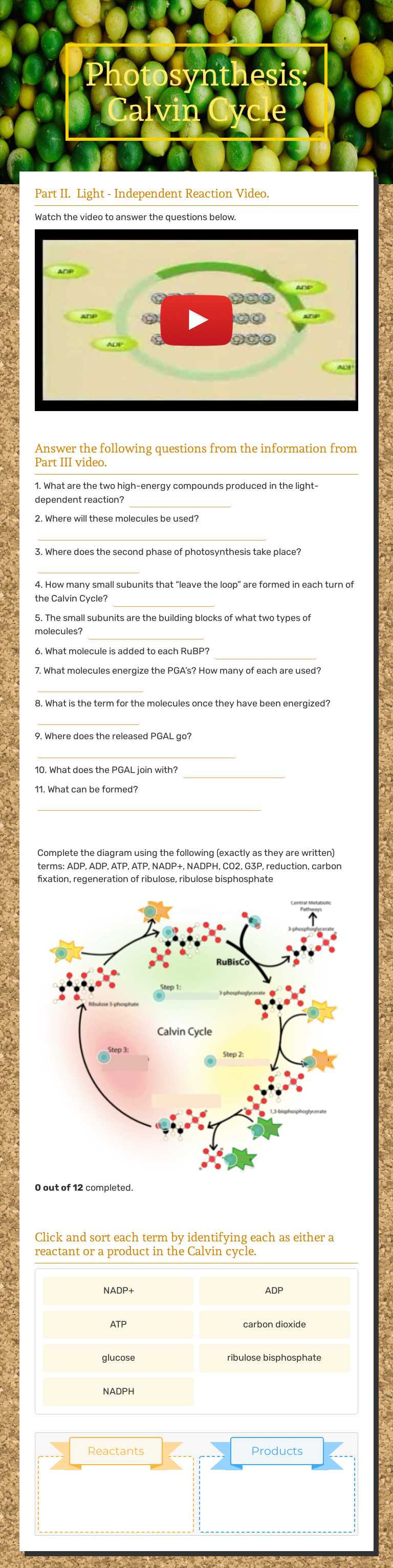 Photosynthesis: Calvin Cycle worksheet preview image