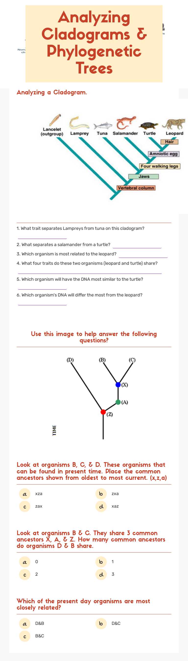 Analyzing Cladograms & Phylogenetic Trees worksheet preview image