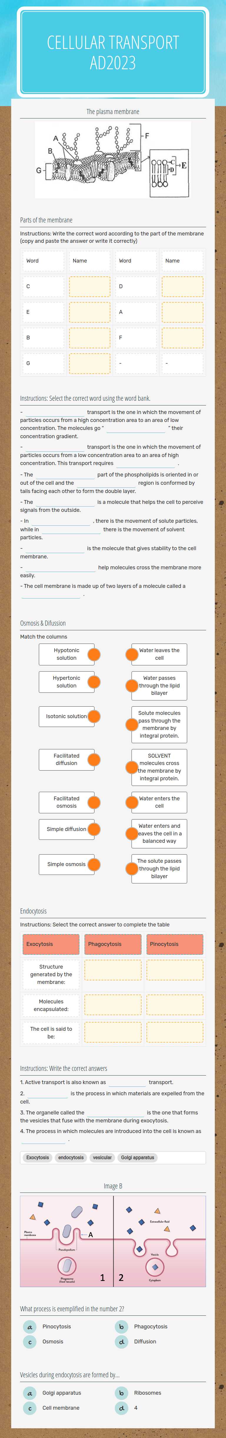 CellULAR transport AD2023 worksheet preview image