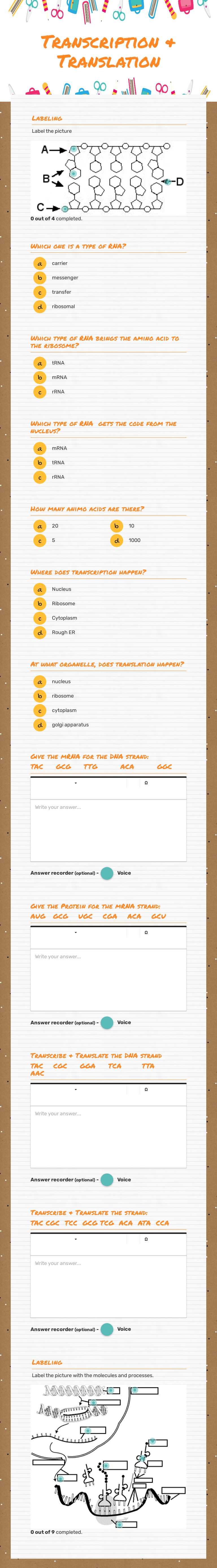 Transcription & Translation worksheet preview image