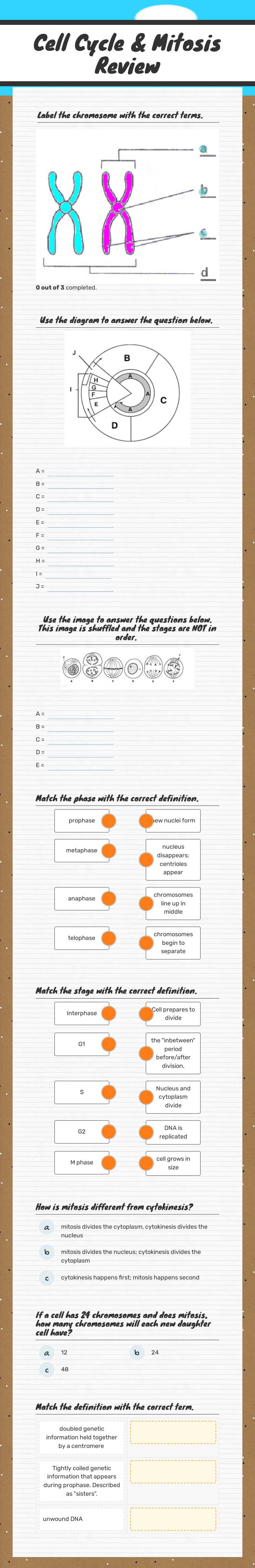 Cell Cycle & Mitosis Review worksheet preview image