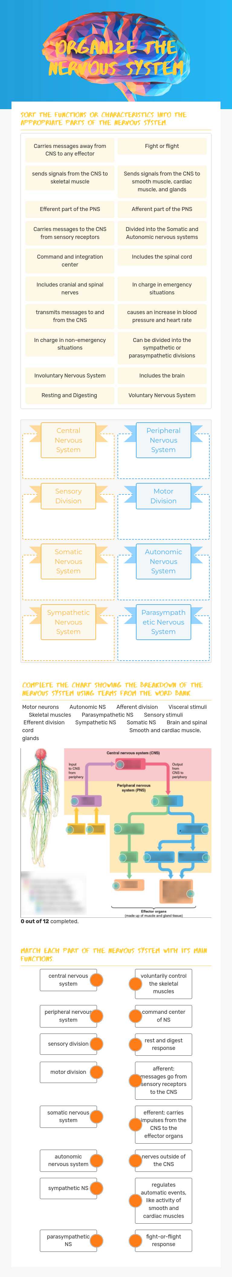 Organize the Nervous System worksheet preview image