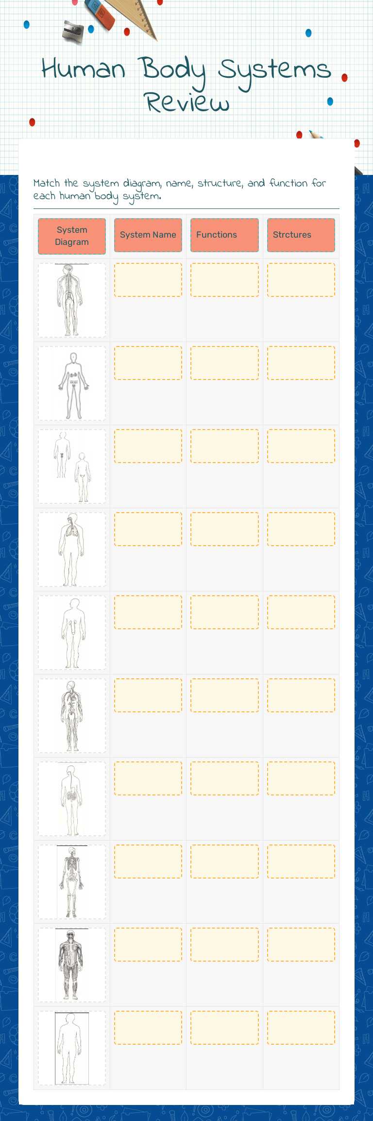 Human Body Systems Review worksheet preview image