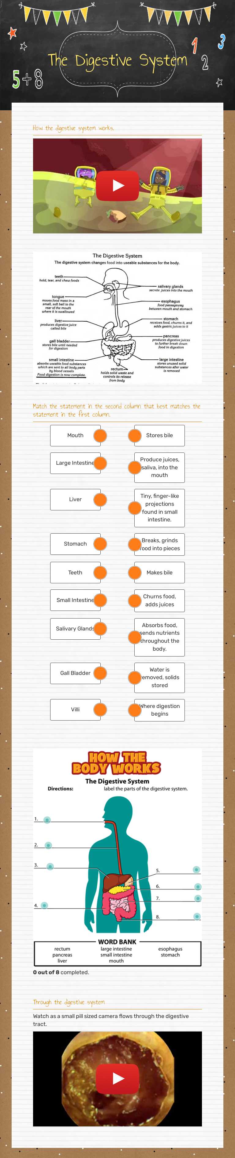The Digestive System worksheet preview image