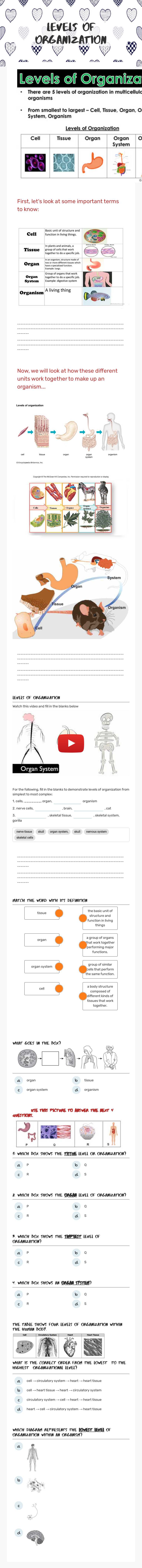Levels of Organization worksheet preview image