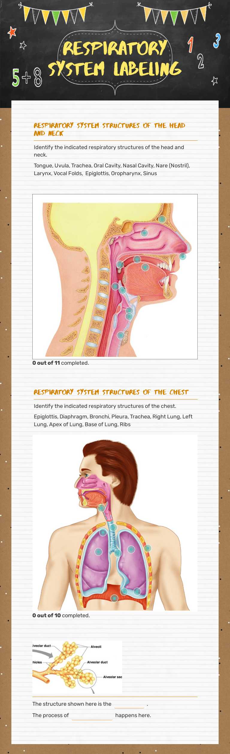 Respiratory System Labeling Grade 11 worksheet preview