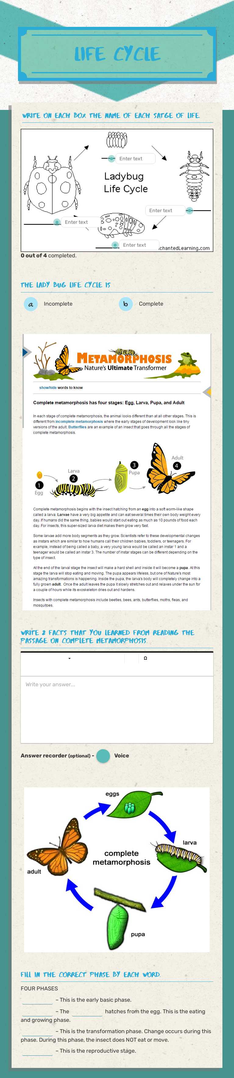 LIFE CYCLE worksheet preview image