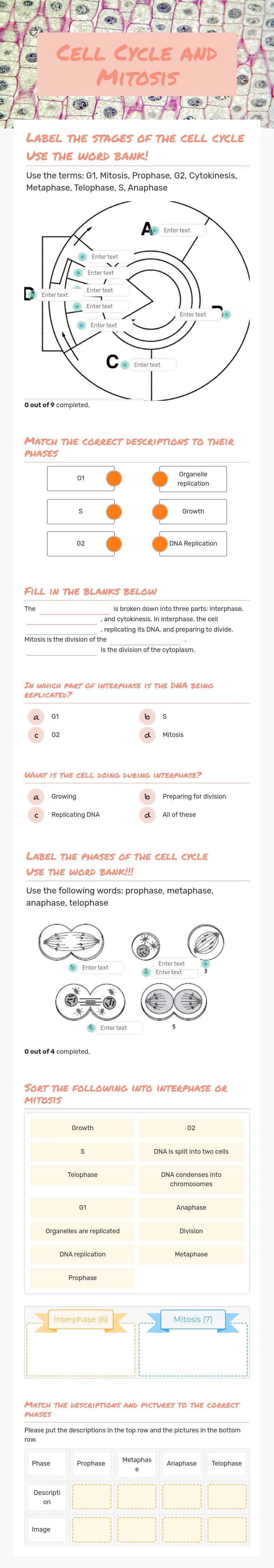 Cell Cycle and  Mitosis worksheet preview image