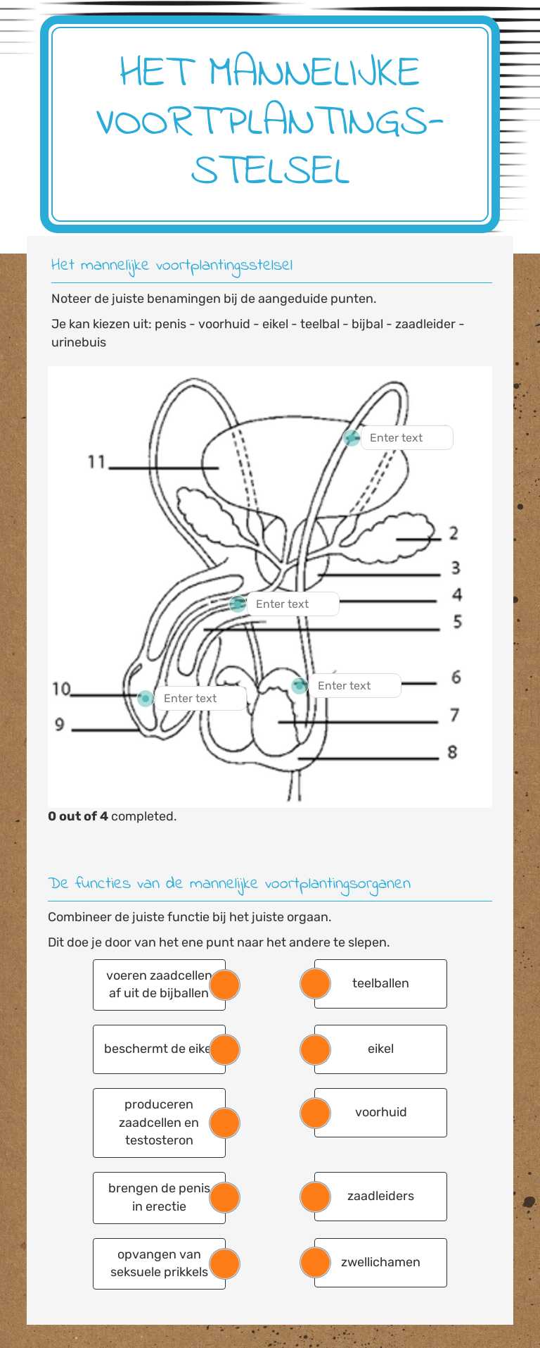 Het mannelijke voortplantings-stelsel worksheet preview image
