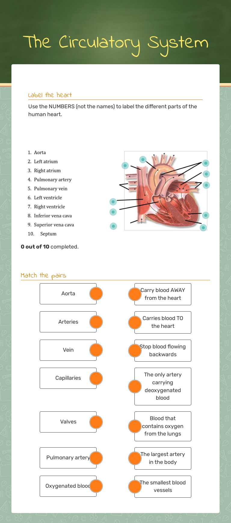 The Circulatory System Grade 9 worksheet preview