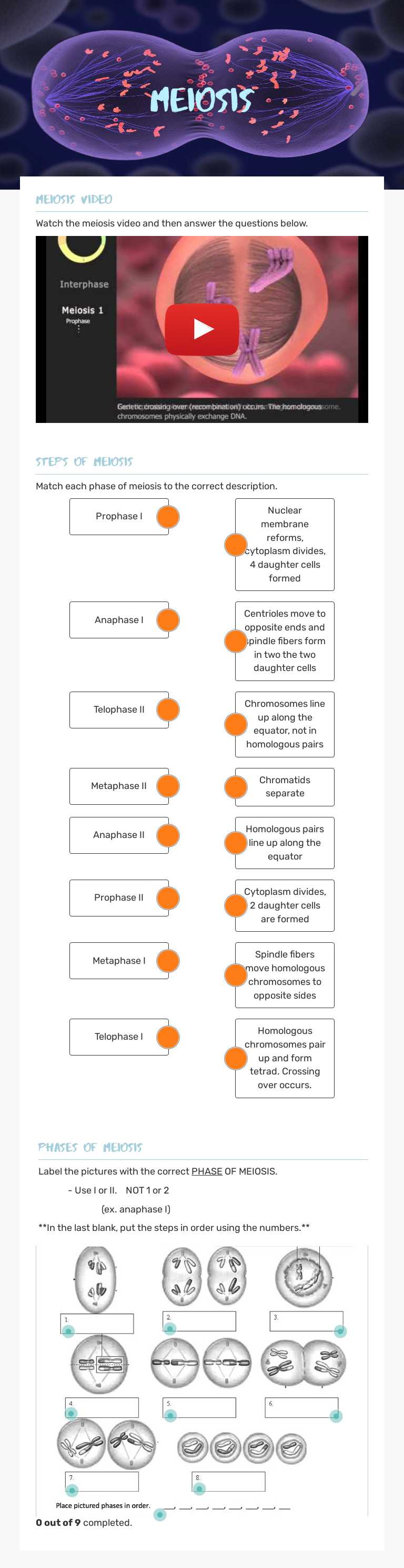 Meiosis worksheet preview image