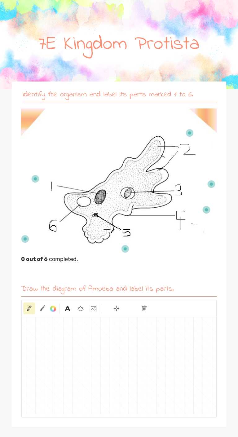 7E Kingdom Protista worksheet preview image