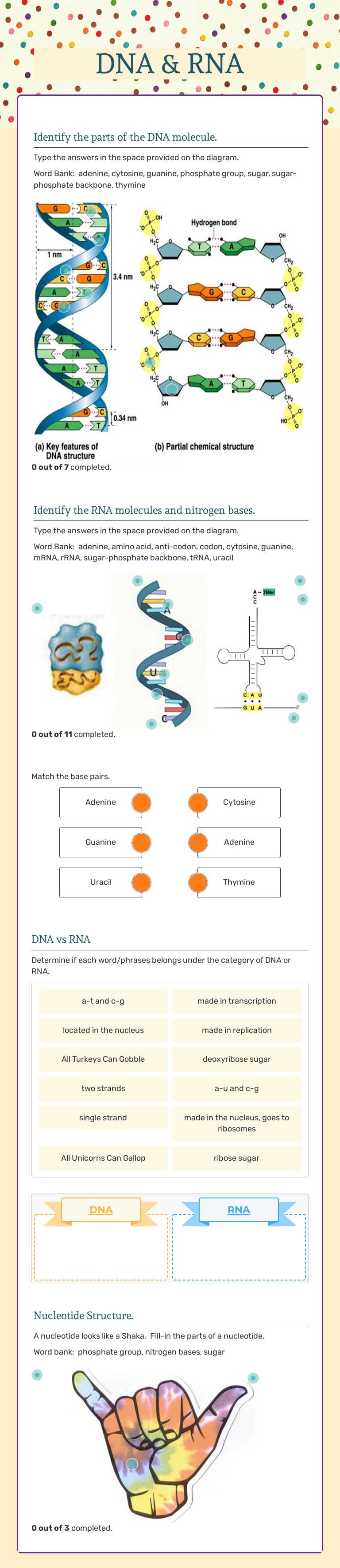DNA & RNA worksheet preview image