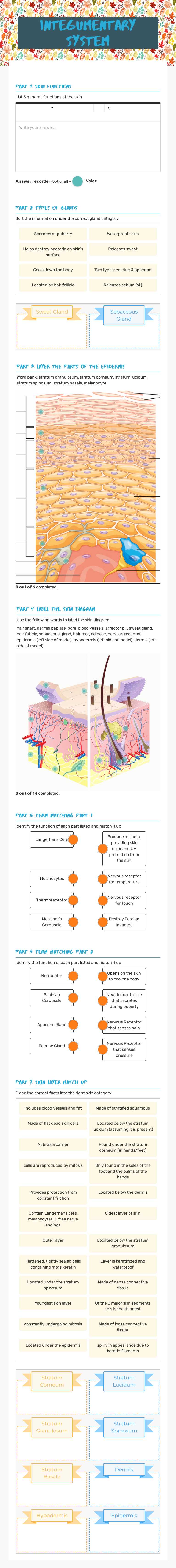 Integumentary System worksheet preview image