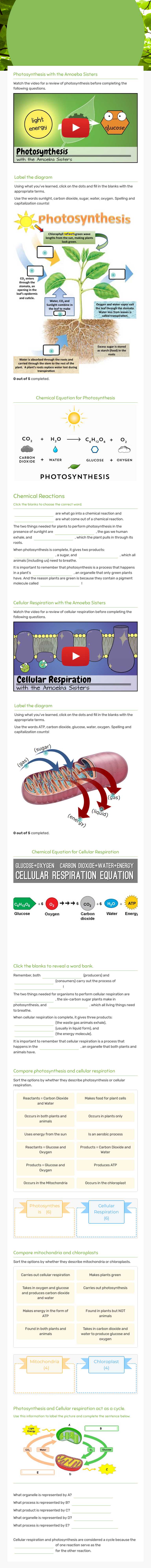 Photosynthesis and Cellular Respiration worksheet preview image