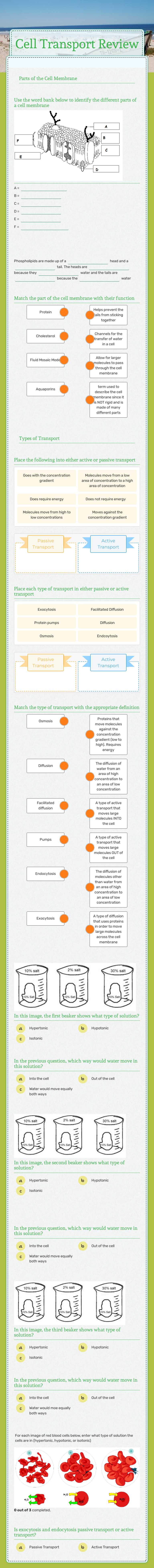 Cell Transport     Review worksheet preview image