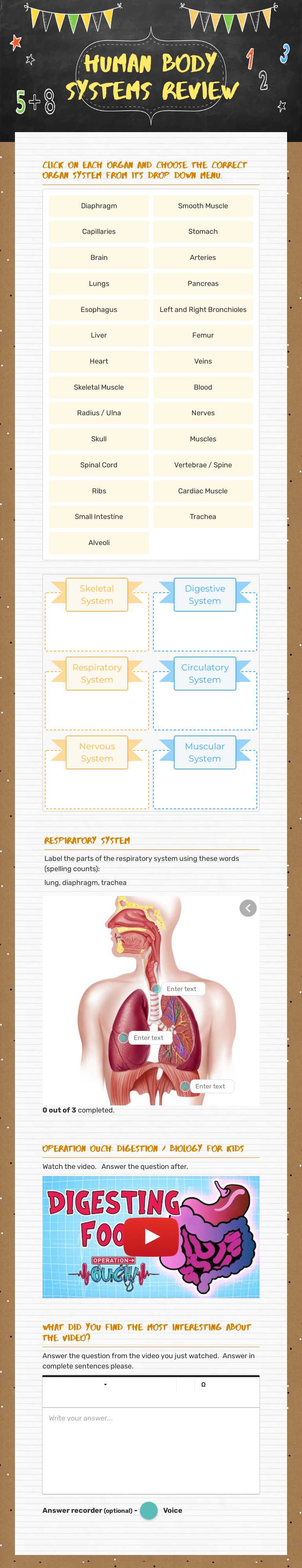 Human Body Systems Review worksheet preview image
