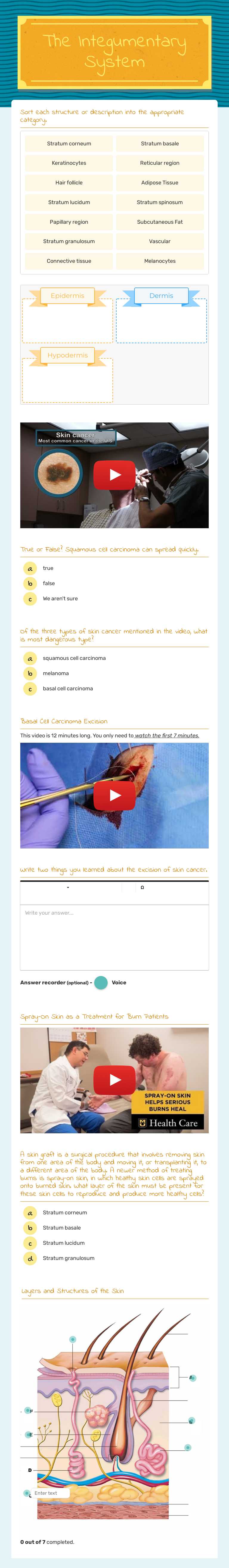 The Integumentary System worksheet preview image