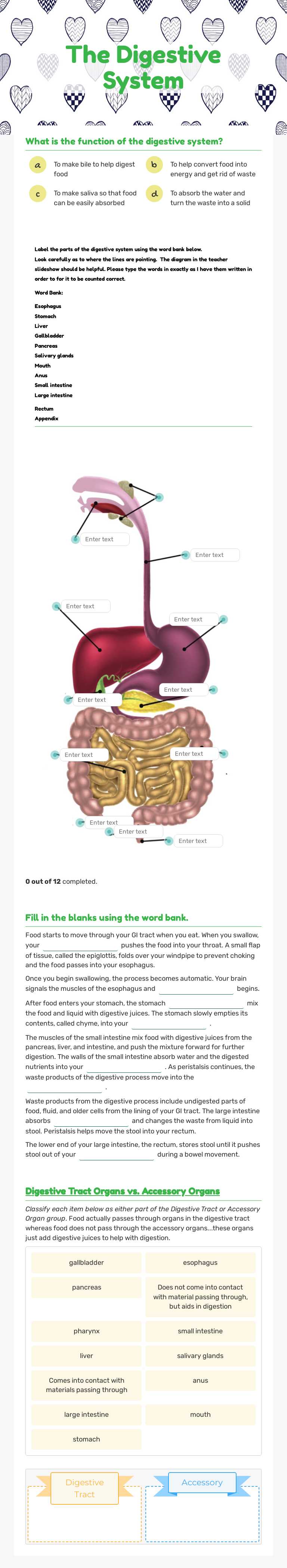 The 
Digestive 
System worksheet preview image