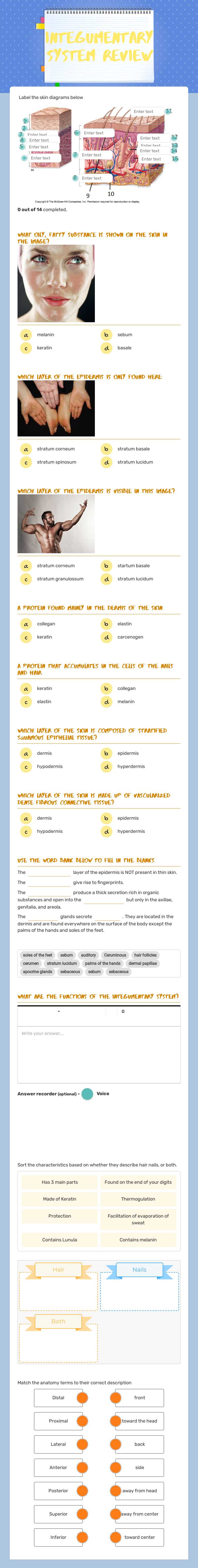 Integumentary System Review worksheet preview image