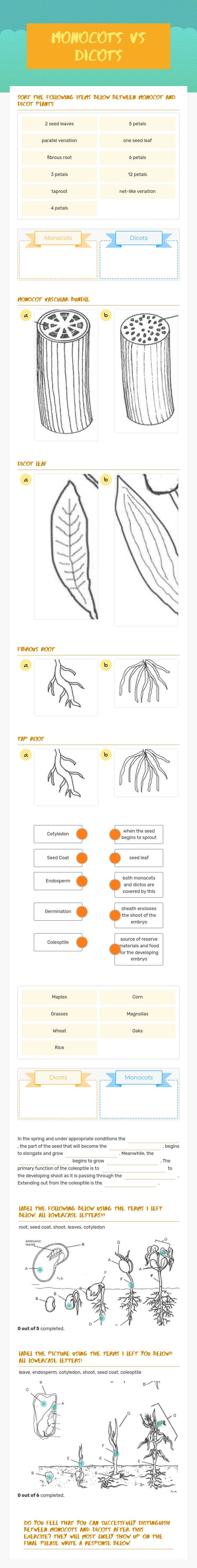 Monocots vs Dicots worksheet preview image