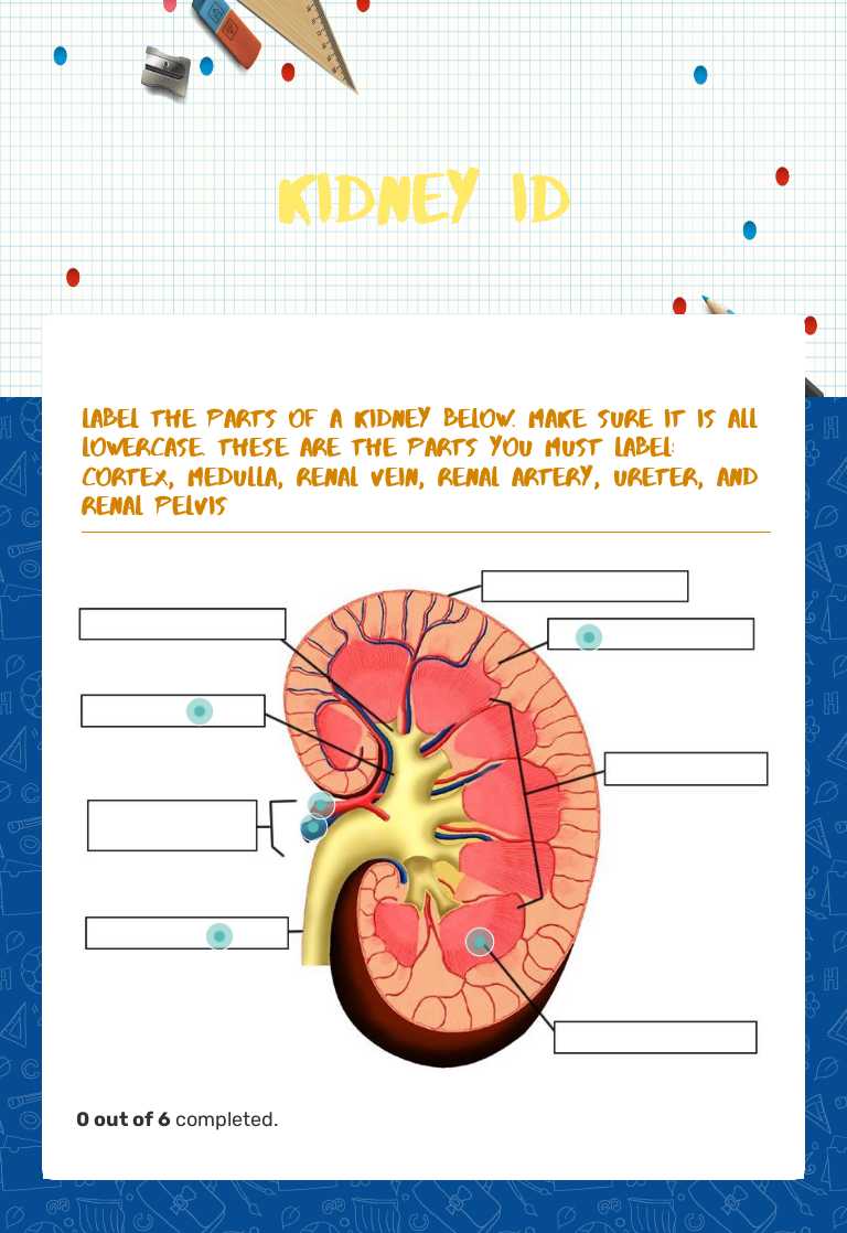 Kidney ID worksheet preview image