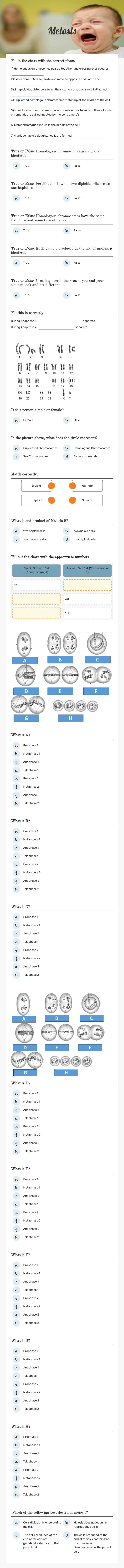 Meiosis worksheet preview image